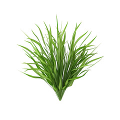 Fototapeta premium Clump of green grass against black backdrop