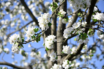 The apple tree is blooming. White flowers on the tree in the garden. Beautiful spring apple tree blossom in the nursery. spring season. close up of flowering branch of fruit tree. natural background