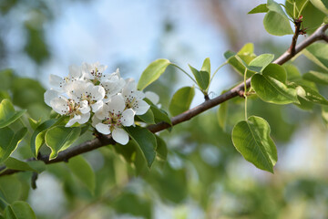 The pear tree is in bloom. The branches are in bloom. Spring garden. Pear blossoms. Nature in springtime. Close up. blooming garden, beauty of nature. natural background. green leaves