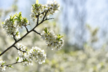 Twig of flowering blackthorn, Prunus spinosa, in spring. white flowers, natural floral background. delicate spring flowers, close-up. spring natural background, flowering tree