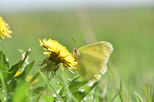 Fototapeta Gonepteryx rhamni. yellow butterfly on a dandelion flower collects nectar. insect in nature, natural habitat. close-up, macro photo. beautiful butterfly on a wild flower. natural background. spring
