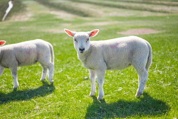 Cute sheep grazing peacefully in a green field in Westerhever Germany idyllic rural scene near the coast with natural beauty and calm atmosphere