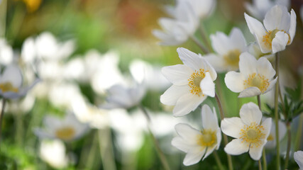 Anemone sylvestris. delicate flowers in the garden, in the flowerbed. floral background. beautiful delicate Anemone sylvestris. white flowers on a natural background. spring season, close-up