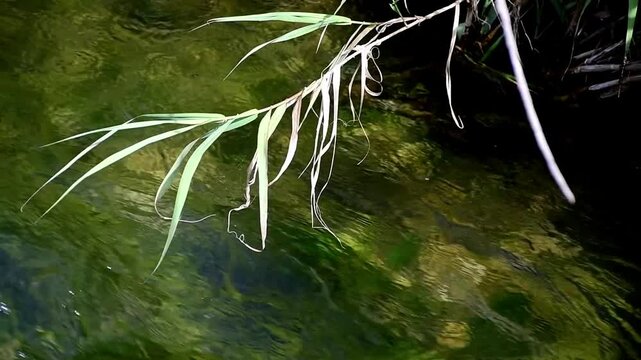 agua corriente en el rio con ca&ntilde;as verdes