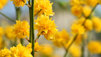 Kerria japonica. Yellow flowers Japanese kerria, vivid bush flowering in spring. Yellow flowers represent nature beauty, floral energy, seasonal inspiration. Natural decoration of city, flower bed