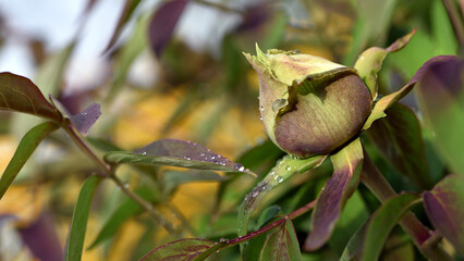 Paeonia. drops of dew on a bud. peony flower bud with drops of dew in the garden during a rainy spring day. Macro, background, botanical, biological. Peony bud with drops water, morning. Close-up