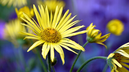 Doronicum orientale. yellow chamomile flowers close up. side view. Yellow flowers with long petals. a flowering flower bed in spring or summer. blooming season, wild flower, beauty in nature