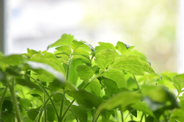 A small plant, tomato leaves, green sprout. Ecology, environmental protection. Greenhouse work....