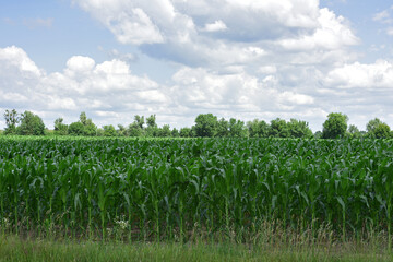 Corn farm. green corn leaves. photo of corn field. concept of good harvest, agricultural. Field of...