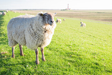 Cute sheep grazing peacefully in a green field in Westerhever Germany idyllic rural scene near the coast with natural beauty and calm atmosphere
