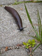 Glossy brown slug crawling on concrete surface near green grass and small leaves, close-up macro showing texture and natural habitat
