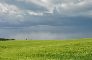 dark dramatic sky over green wheat field. countryside landscape with dark clouds before rain over green wheat field
