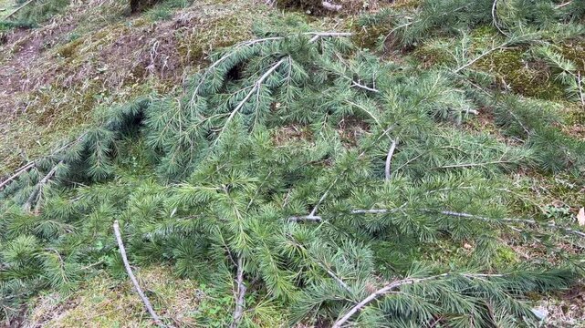 Deodar Footage and Forest Life, Exploring Jungles, Trees, Timber Craft, Carpenters, and the Vital Role of Green Gold in Our Ecosystem in Jammu and Kashmir