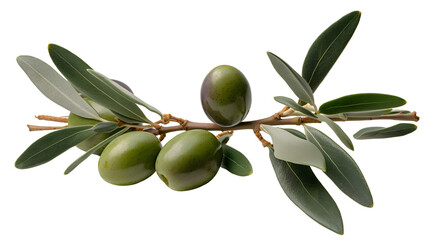 olive branch transparent background png