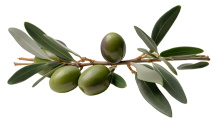 olive branch transparent background png
