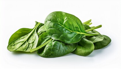 Fototapeta premium spinach isolated on white background