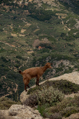 goat, mountain, landscape, nature, wildlife, cliff, rural, Mediterranean, animal, terrain, freedom, scenic, rocky, wilderness, travel, outdoor, natural habitat, agriculture, hillside, eco-tourism, tra