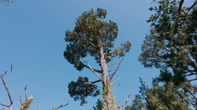 Low angle shotbof huge Fitzroya trees in Point Lobos State Natural Reserve in California