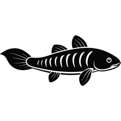 fish on a white background