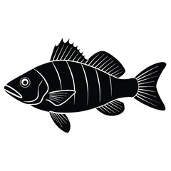fish on a white background