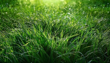 Fototapeta premium green grass background