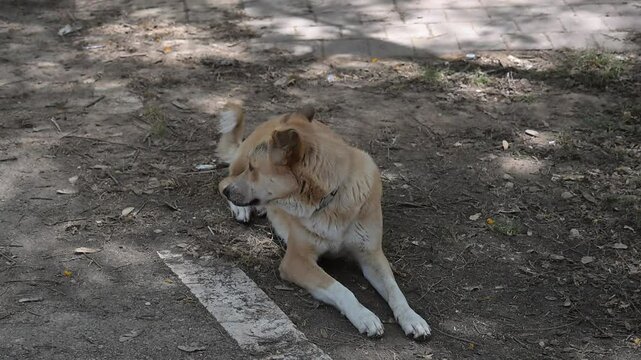abonded cute red dog lies on the ground