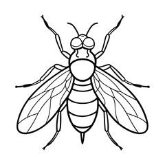 fruit fly outline on white background