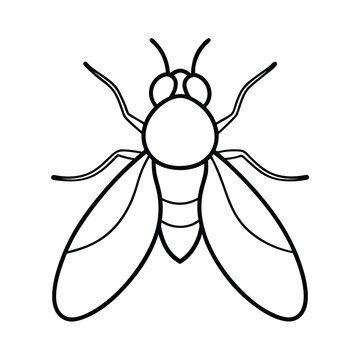 fruit fly outline on white background