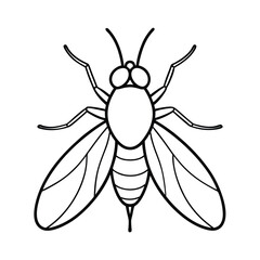 fly on white background