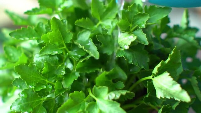Close Up Showing Fresh Green Lovage Leaves Being Washed
