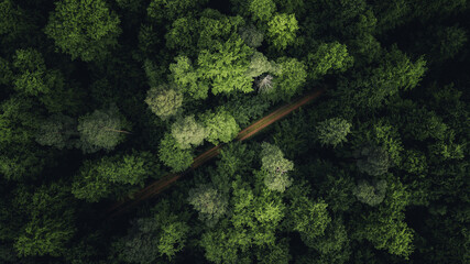 Aerial View of Forest Path Surrounded by Trees. Stunning aerial photograph of a narrow forest path cutting diagonally through a dense canopy of green trees.