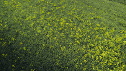 Aerial View of Blooming Rapeseed Field with Yellow Flowers.Vibrant aerial view of a rapeseed field in bloom, showcasing a rich texture of green plants interspersed with clusters of yellow flowers.