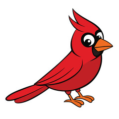 The bright red cardinal bird stands on a white backdrop looking right with big eyes