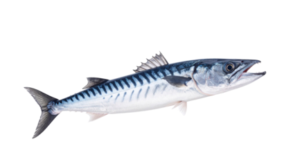 barracuda