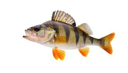 River perch