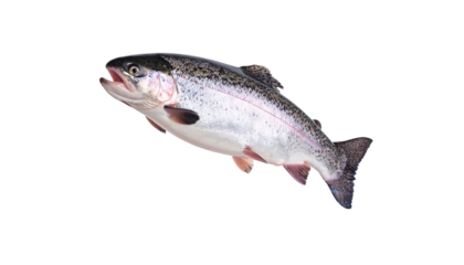 Trout