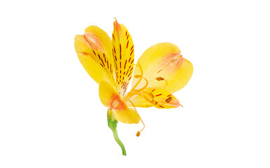 yellow alstroemeria flower isolated on white background