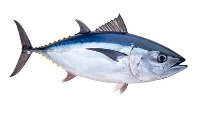Fototapeta premium Tuna