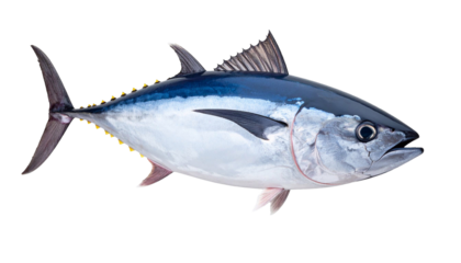 Tuna