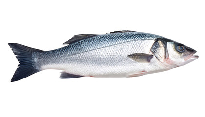 Obraz premium Sea bass
