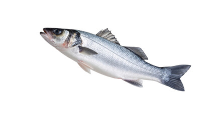 Obraz premium Sea bass