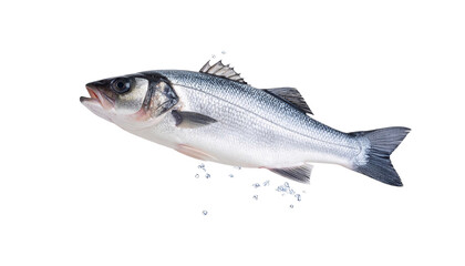 Sea bass