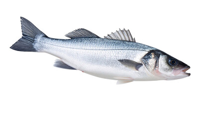 Fototapeta premium Sea bass