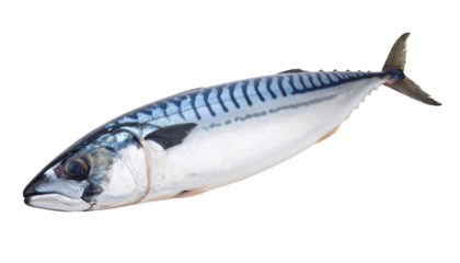 Mackerel