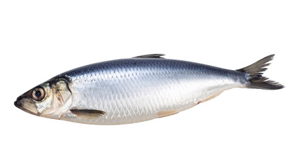 Herring