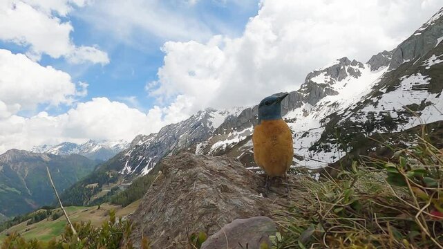 Monticola saxatilis, redstart codirossone