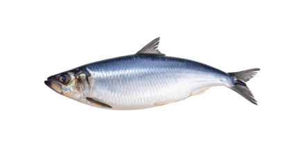 Herring