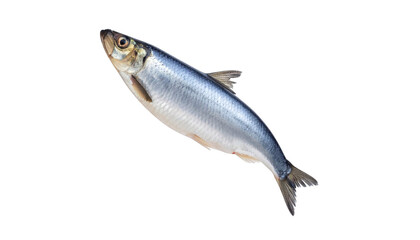 Herring
