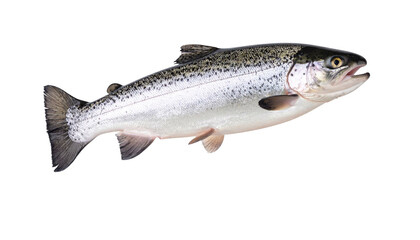 Naklejka premium Trout