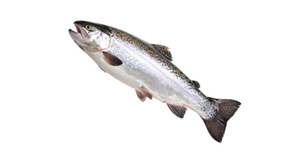Obraz premium Trout